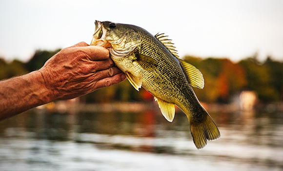 Hand holding a bass fish in open water off of a boat